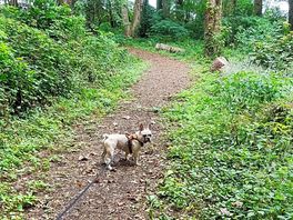 Woodland walk with pup