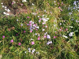 Gorgeous wildflowers