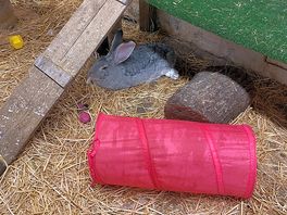 Lovely bunnies