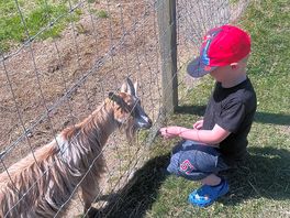 Kids loved feeding time