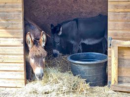Donkeys