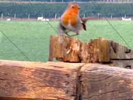 Robin