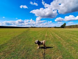 Great for dog walks