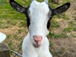 Goat