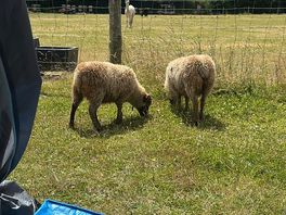Cute little sheep