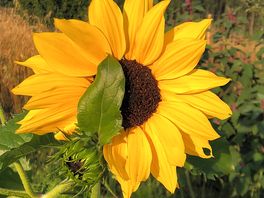 Prachtige bloemen