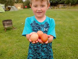Egg collecting with lee
