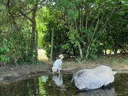 Goose & barbara