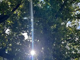 The beautiful tree over the pod, with the sun shining its rays through the leaves.
