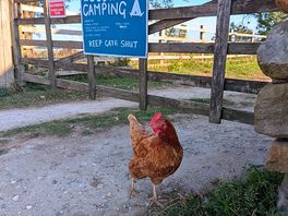 Chickens