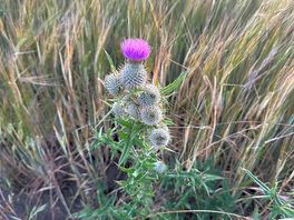 A little bit of scottish