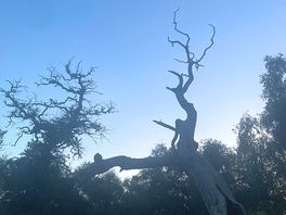 Cool dead tree