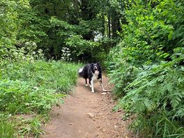 Good dog walks near by