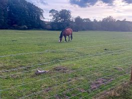 Horses came to say hi
