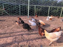 Gallinero