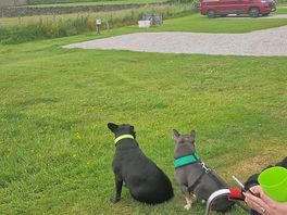 Dogs welcome and great exercise enclosed field for off lead exercise