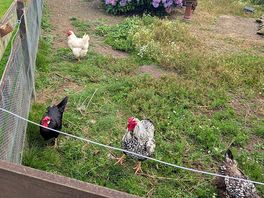 Chicken coop
