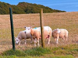 Friendly sheep