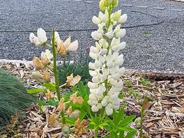 More flowers