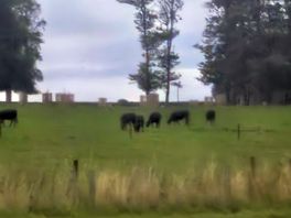 Cattle field