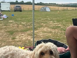 Very dog friendly