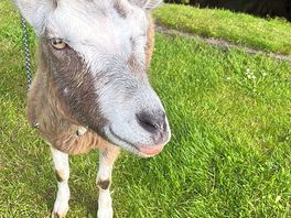Goat