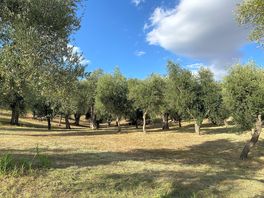 Wild pitches surrounded by trees