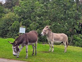 Donkeys
