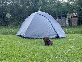 Dog friendly