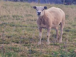 The pitches are so close to the sheep being so close to nature is great