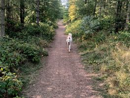 Forest path