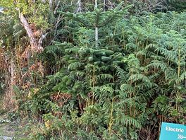Lots of christmas 🎄 trees