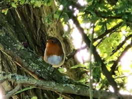 Captured the robin he was singing to us in the trees were we had pitched