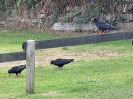 Rare birds on site