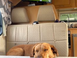 Back at site with tired dogs