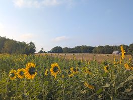View from sunflower field into top field