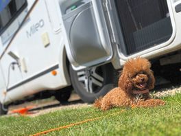 Sunbathing on the grass section of the gravel pitch