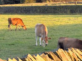 Neighbours