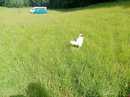 Meadow