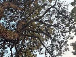 Sleeping under a giant pine.