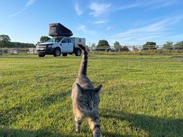 The charismatic farm cat