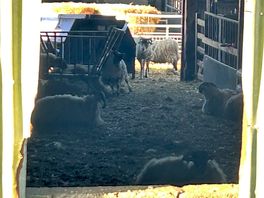 Morning baaaa baaaa