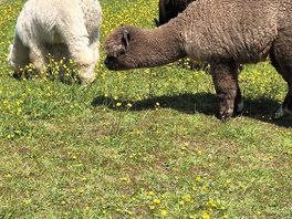 Alpacas