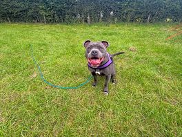 Pooch having fun