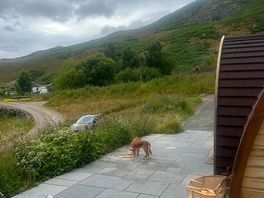 Spaniel rosie loving the view