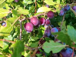 Fruit trees