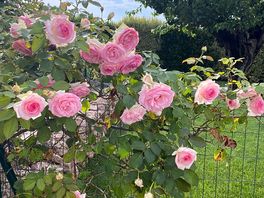 De jolis rosiers