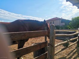 Horses