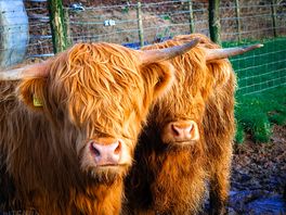 The coos were loving having their photo taken