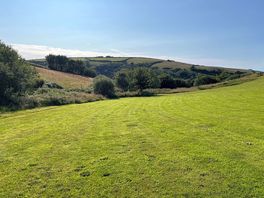 The dog field 1